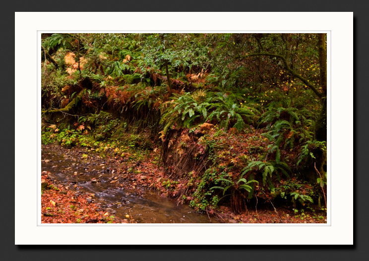 santa cruz mountains creek photograph